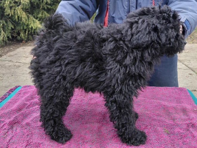 Puli puppy for sale